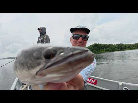 Le GIANT SNAKEHEAD de MALAISIE , une  MACHINE à TUER !!!!
